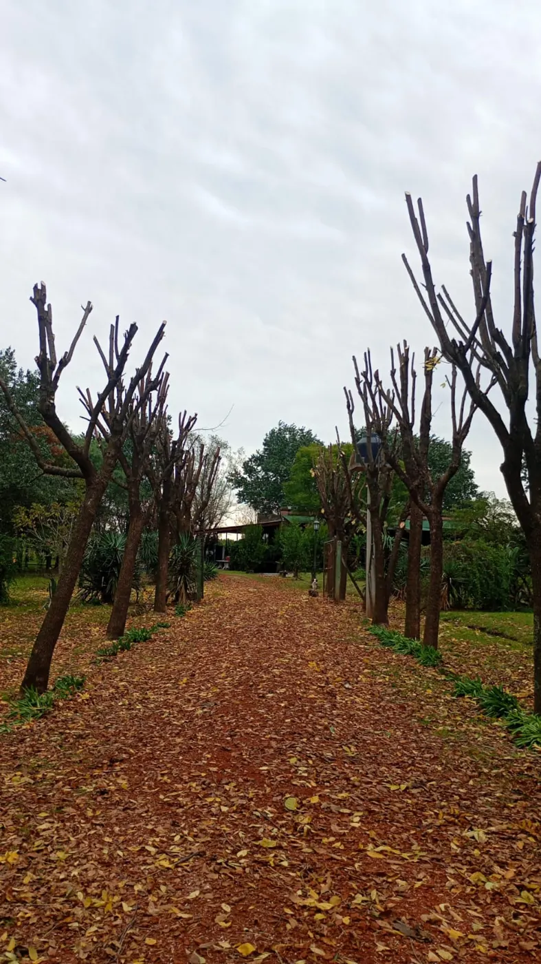 Alameda después de la poda