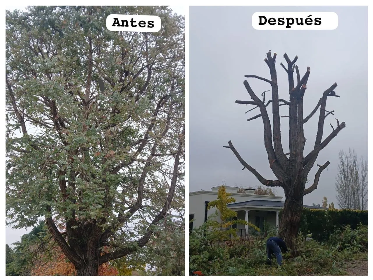Antes y después de la poda de un árbol