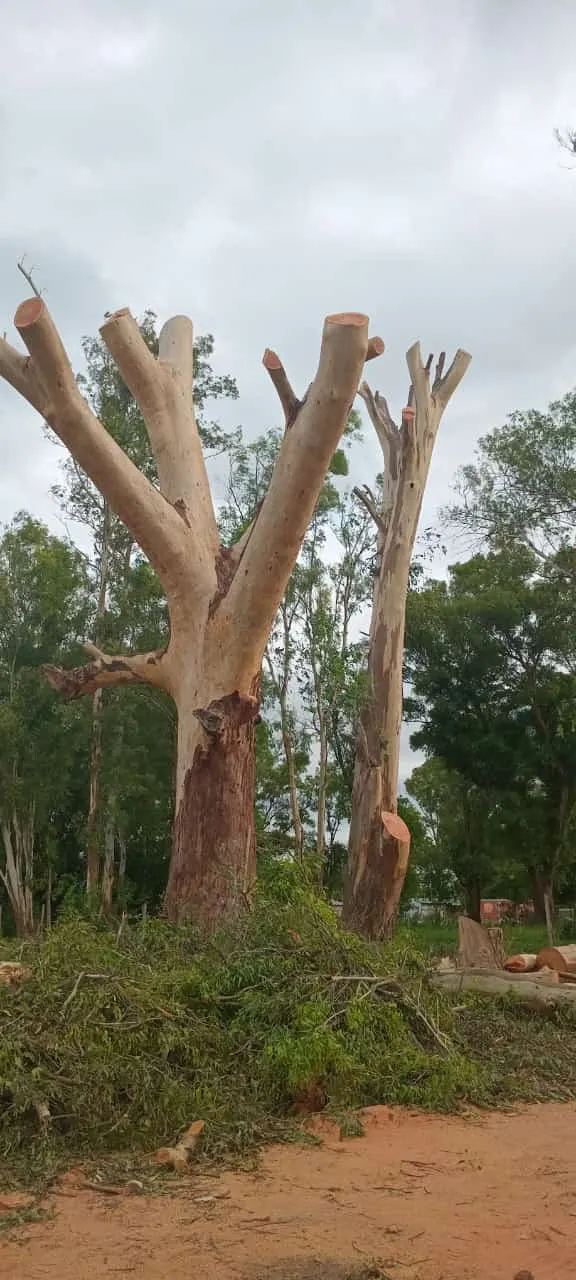 Extracción de un eucalipto