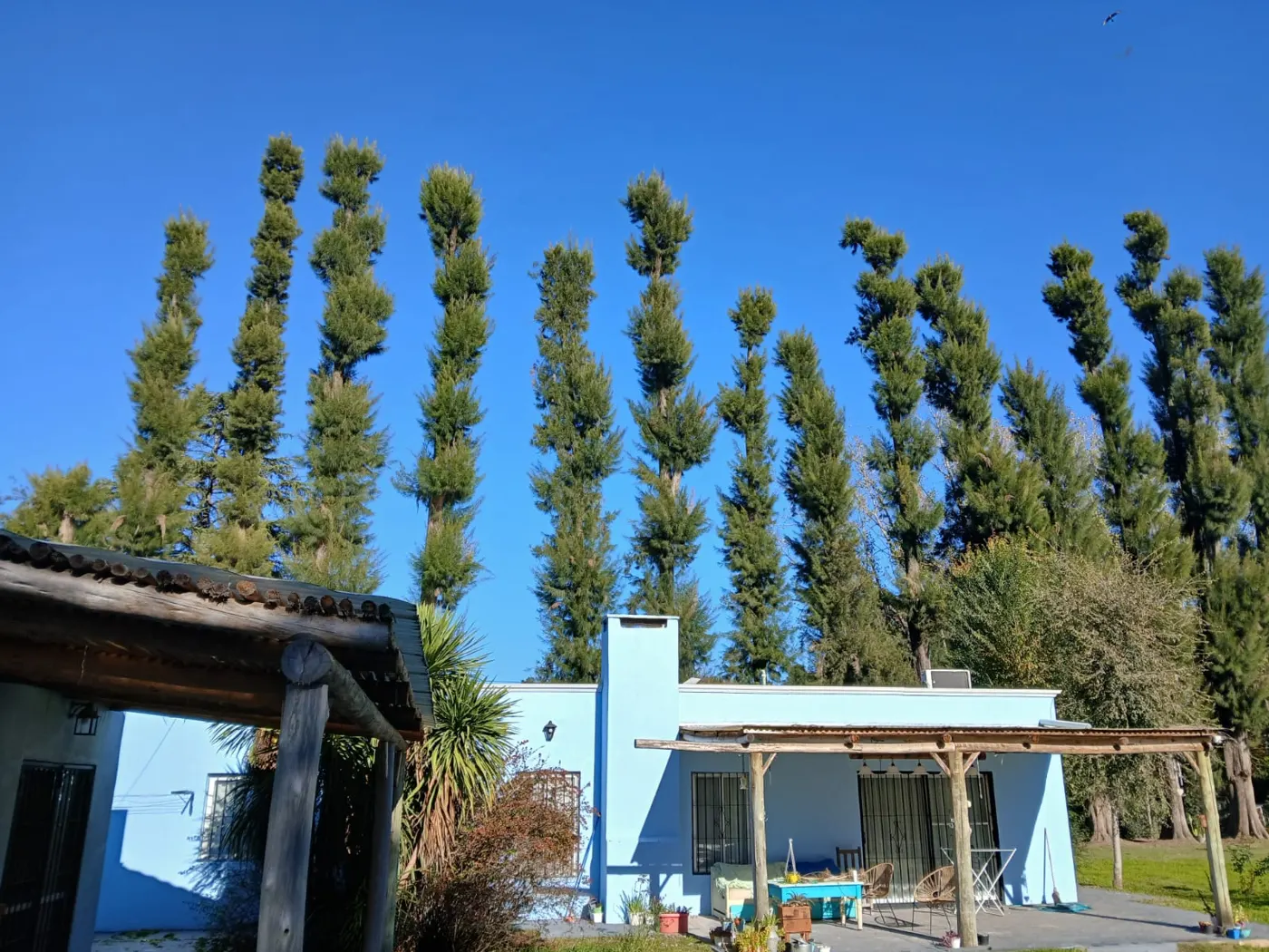Álamos podados en un parque