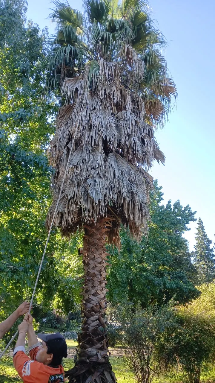 Poda de una palmera alta