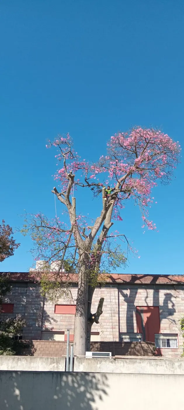 Poda de un árbol en la vereda