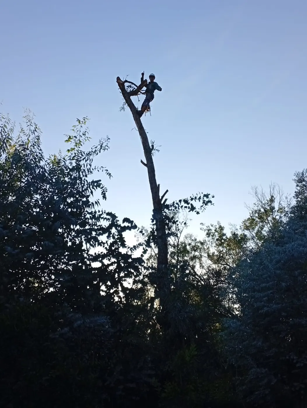 Trepador podando en la punta de un árbol alto