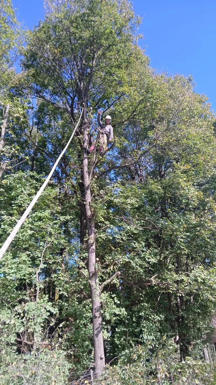 Trepador trabajando en la copa de un árbol
